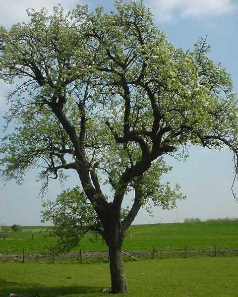 مبيت وإفطار Schalkwijk Boerderij De Zalm المظهر الخارجي الصورة